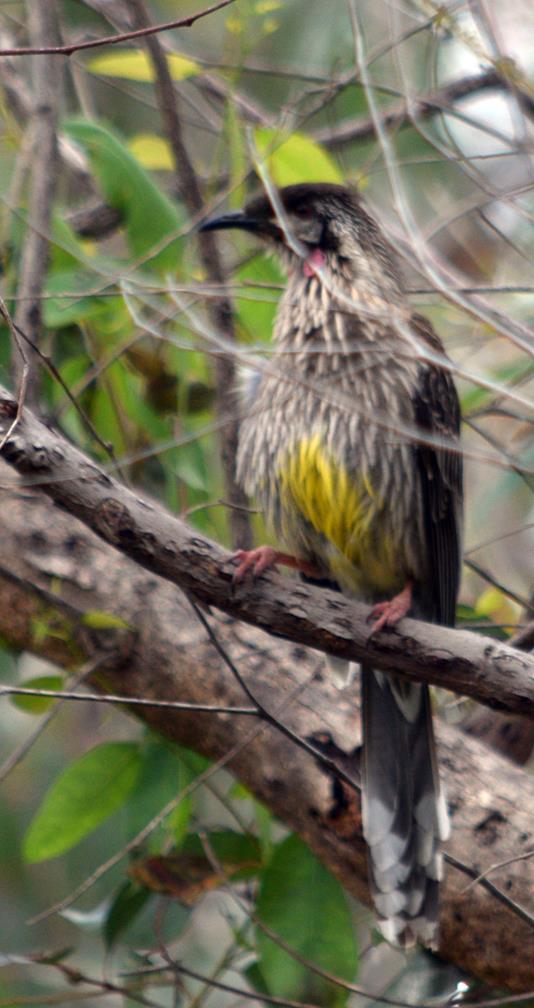 Wattlebird red 2022 0002.JPG